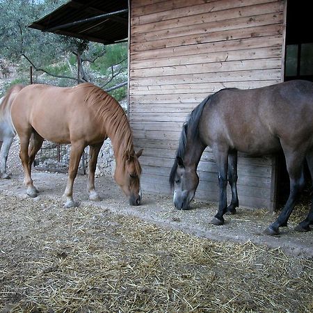Agriturismo Istrice Innamorato Campello sul Clitunno Bagian luar foto